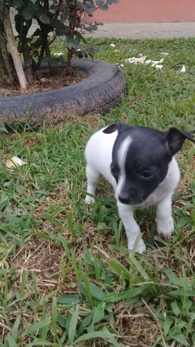 Perro Pincher Mini Mascotas Rionegro Medellín Bogota