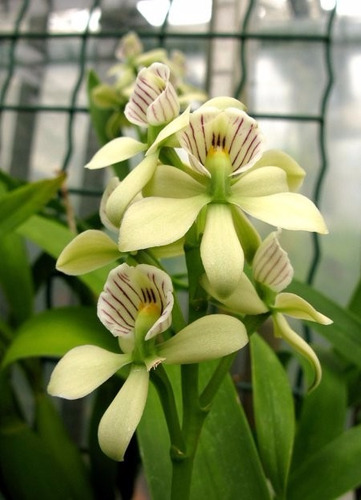Venta De Orquídeas Prostechea Radiata
