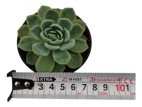 Echeveria Elegans 15 Pzas