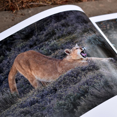 Imagen 5 de 7 de El Puma - Ingo Arndt