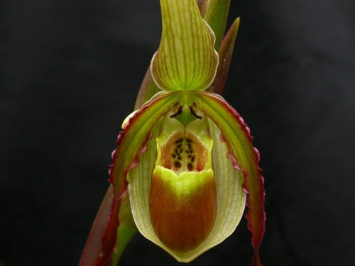 Orquidea Phragmipedium Vittatum | Parcelamento sem juros