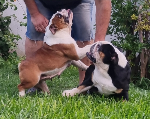 Imagen 4 de 5 de Guarderia Canina Y Pensionado Pupycand Cachorros
