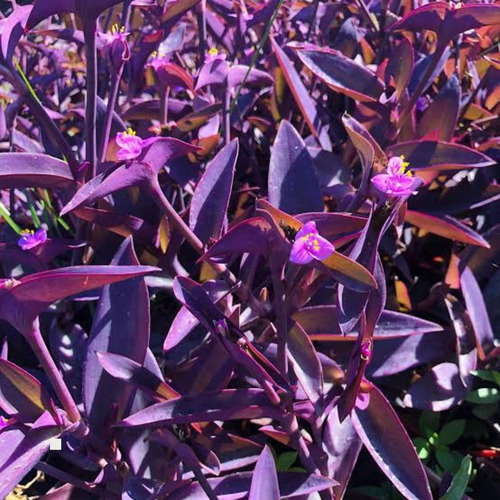 30 Mudas Setecresia (trapoeraba Roxa) - Graúdas 20cm Altura