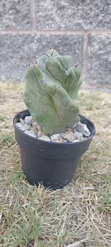 Stenocereus Pruinosus Spiralis, Pitayo, Nv