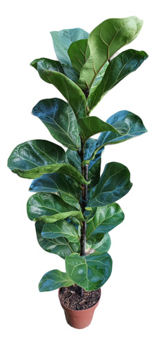 Planta Ficus Lyrata Pack 2 Unidades Envío Gratis 