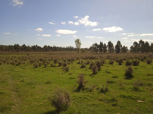 Campo De 20 Has A 88 Km De Montevideo