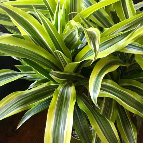 Dracaena Golden De 60 Cm De Alto - 3 Unidades