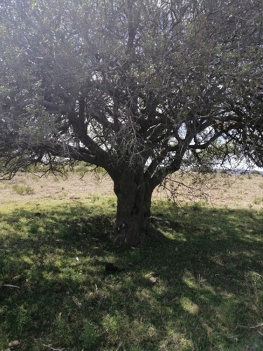 Chacra 6 Has En Venta, Guardia Vieja - Pueblo Edén- Ref: 1199