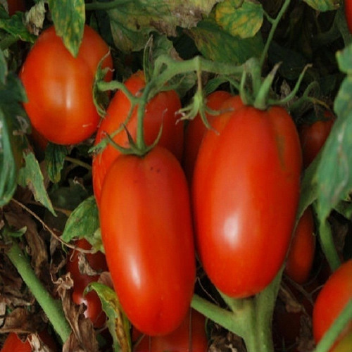 Tomate Italiano Para Molho - 3gr = 1.000 Sementes Aproximado