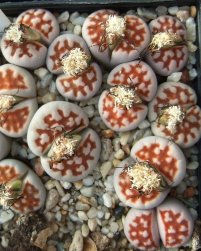 Lithops Por Especie 25 Semillas