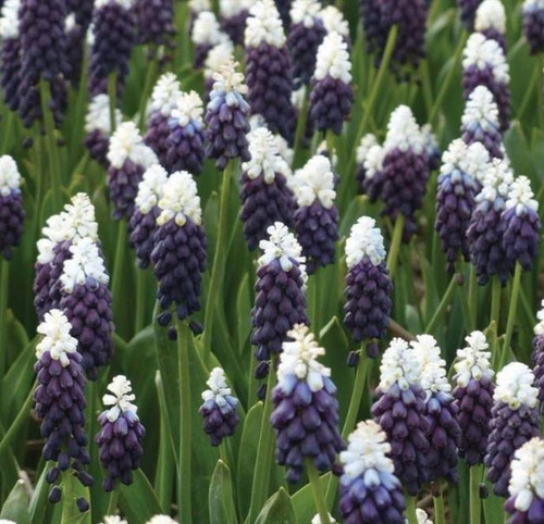Sementes Flor Jacinto Uva Muscari Cor Variada P/muda E Vasos