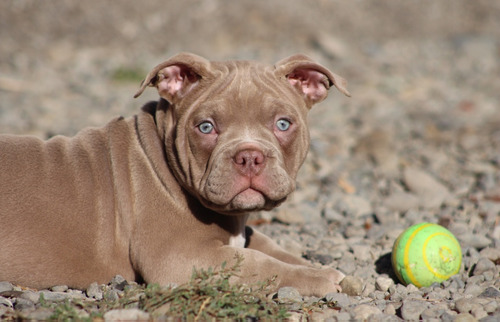 American Bully Cachorros De 3 Meses 