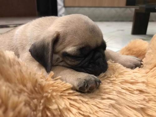 Imagem 1 de 5 de Filhote Pug