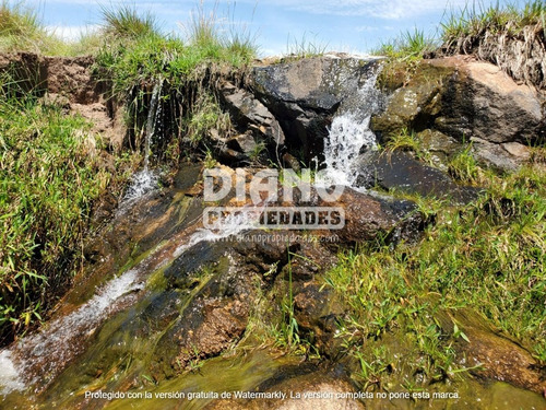 Imagen 9 de 10 de Campo Ganadero Forestal - 80 Has