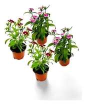 Comprar Planta Cuidado Claveles Maceta
