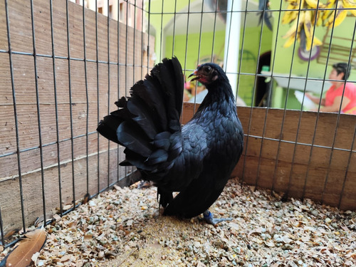 Gallito Kikiriki