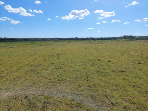 Campo 383 Ha En Conlara Merlo Lafinur San Luis. Con Riego Y Natural. Para Cría, Engorde, Tambo.