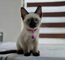 Comprar Gatito Siames , No Bengali No Persa No Azul Ruso Seal Point