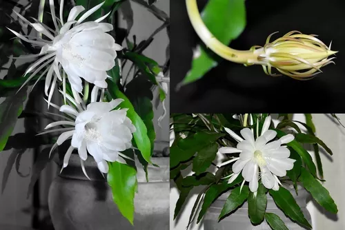 Dama da noite  Flor dama da noite, Nomes de cactos, Especies de