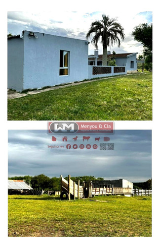 Venta Campo En Lavalleja 330 Has Ganadero Bueno Y Forestal Con Renta Estancia Completa