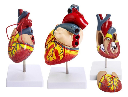 Modelo Anatómico De Corazón En 2 Partes Tamaño Natural