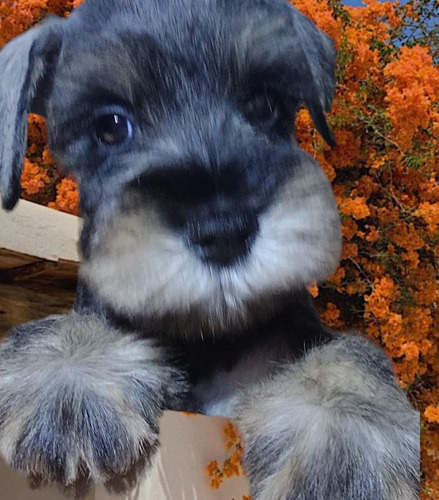 Schnauzer Mini - Envios-pedigree-hembra