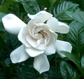 Sementes Jasmim Do Cabo Gardenia Jasminoide Flor P/ Mudas | MercadoLivre