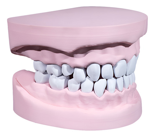 Modelo Dentadura Odontologo Dentista