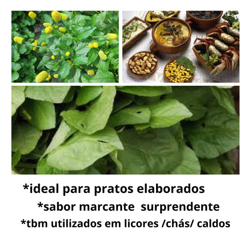 Sementes Jambu Para 100 Unidades Tacaca Agrião Amazonia