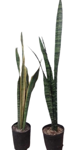 3 Sansevieria Espada De Lengua De Suegra ¥12mil