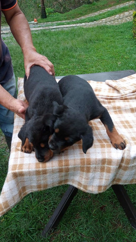 Cachorros Rotweiler Precio Especial Mascotas Rionegro