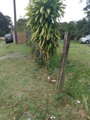 Imagem 8 de 9 de Chácara Com Piscina E Árvores Frutíferas - Itanhaém 7184|npc