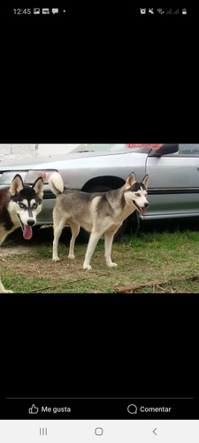 Siberianos Husky Listos Para Entregar Vacunados.