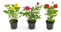 Comprar Planta Precios De Flores Artificiales
