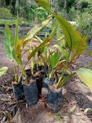 Palmeira Ravenala Ou Arvore Do Viajante mudas com 1 mt - Materiais de  construção e jardim - Jardim Atlântico, Goiânia 491416185