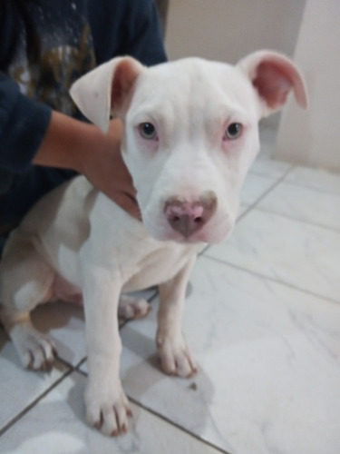 Imagem 3 de 4 de Filhote Pitbull
