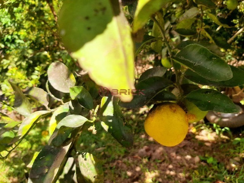 Imagem 22 de 27 de Casa Independente Na Fazenda Suíça. - Ca01715 - 69410568