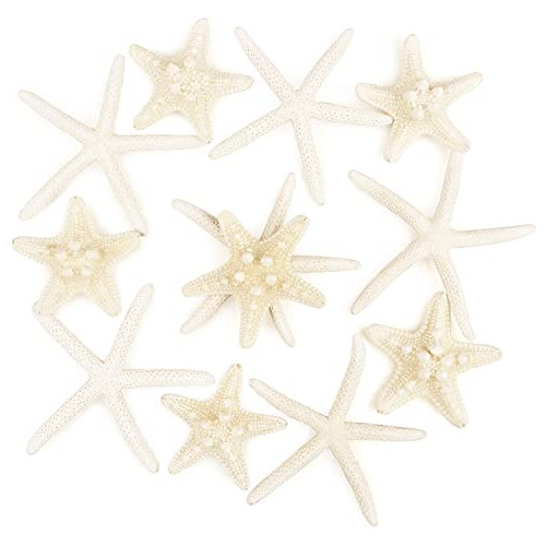 10 Estrellas De Mar De 2 6 Pulgadas, Conchas Marinas De...