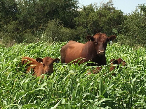 Imagen 6 de 9 de Terreno Campo En Venta Ubicado En Papagayos, Chacabuco