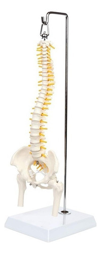 Columna Vertebral Humana De 45 Cm Con Pelvis Modelo Flexible