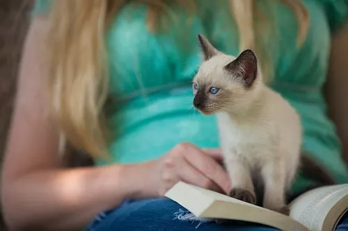 Precio de un Gato Caracal #floppa #viral 