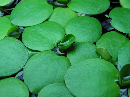 Limnobium Laevigatum Planta Acuática Flotante!!!