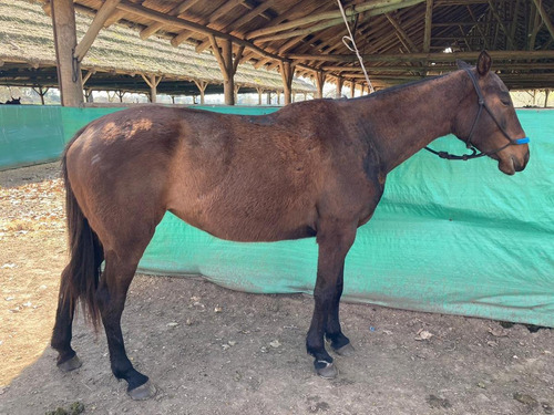 Imagen 16 de 16 de Chacra En Venta Y/o En Alquiler En Manzanares - Pilar