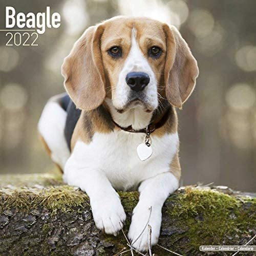 Libro: Calendario Beagle Calendarios De Razas De Perros De