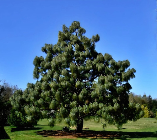 Semillas De Árbol Pino Ocote Moctezuma (10 Sem)