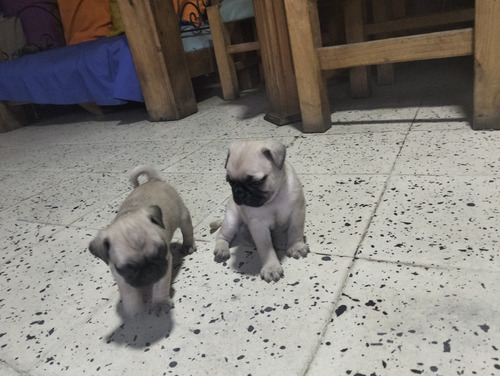Vendo Perros Pug