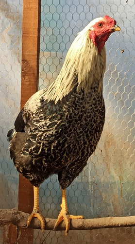 Imagen 1 de 9 de Gallo Criollo Mamá Kollonca