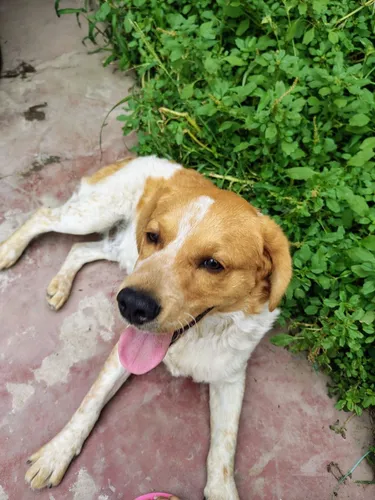 Regalo Perrito Juguetón Tipo Breton