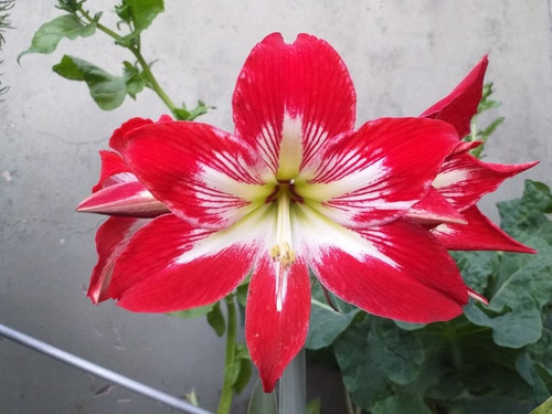 Bulbos De Amarilis, Belladona Y Crinum - Solo Bs As Y Caba