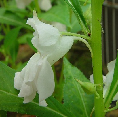 Beijo De Frade Branco Impatiens Balsamina 20 Sementes Flor | MercadoLivre